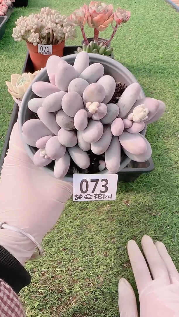 【闪购商品】梦会多肉一物一拍