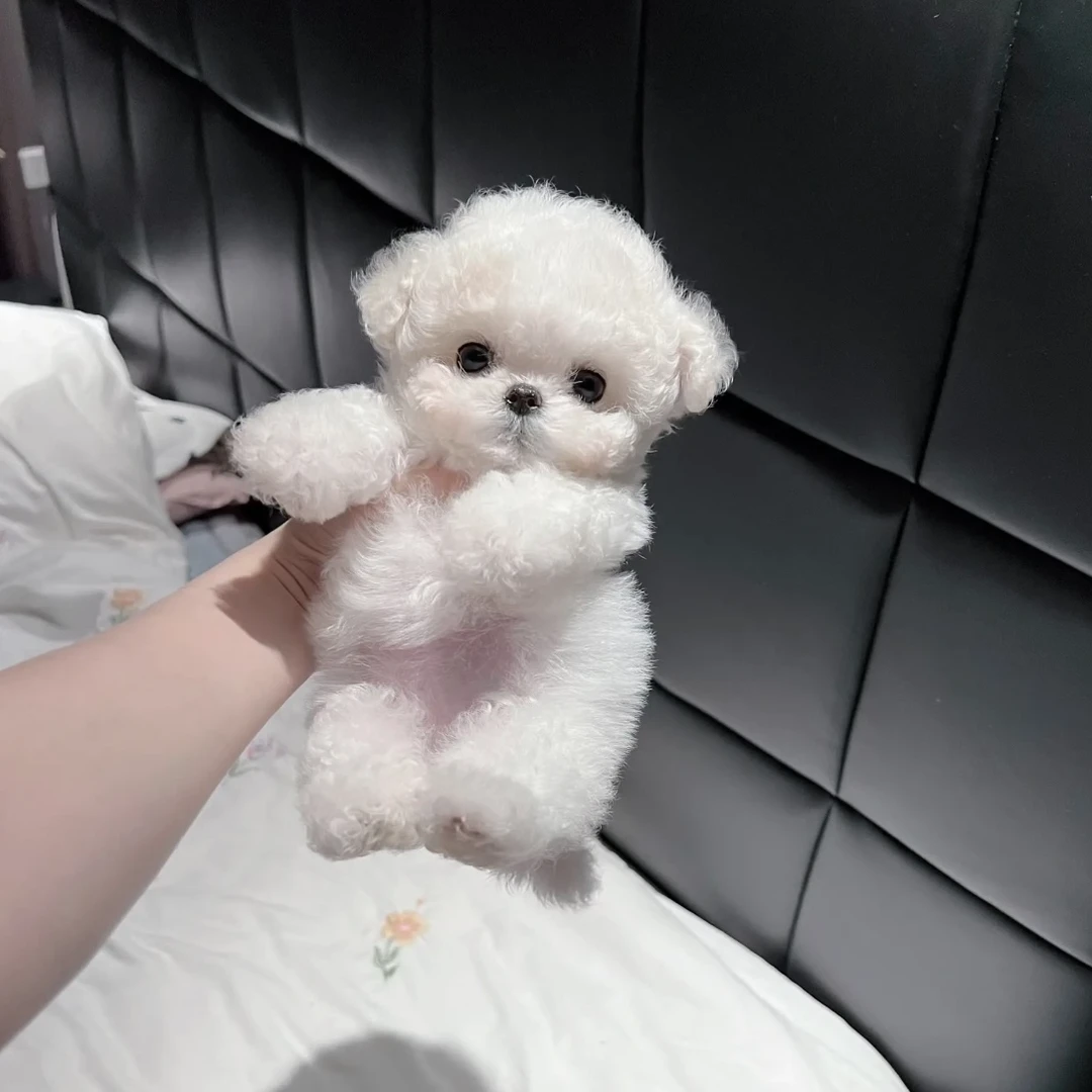 【凯哥家的小比熊】狗狗活体