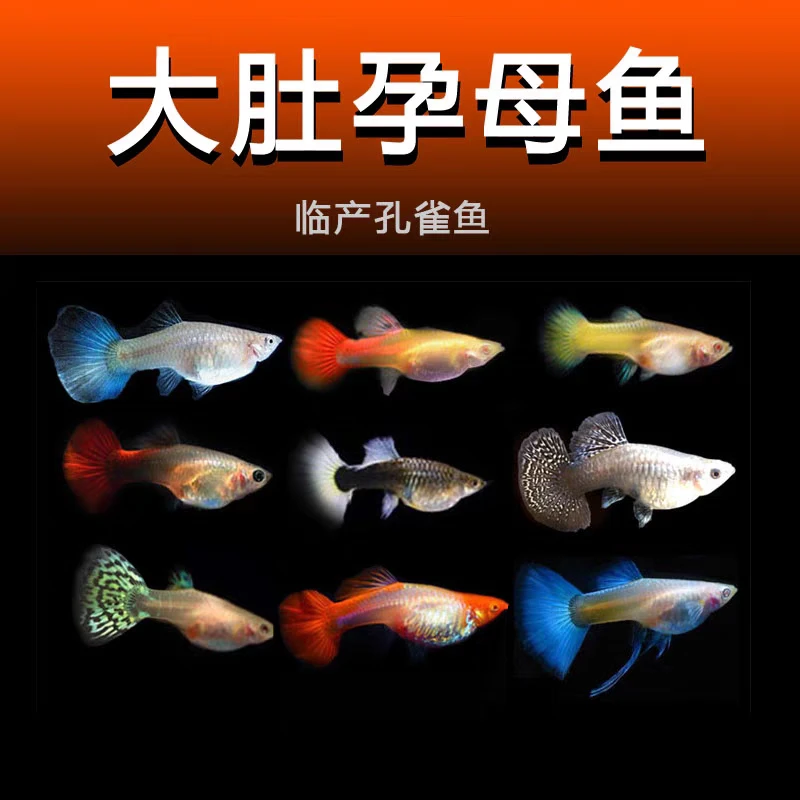 【特价大母鱼】6条20-25天生小鱼纯种孔雀鱼热带观赏鱼小型淡水养