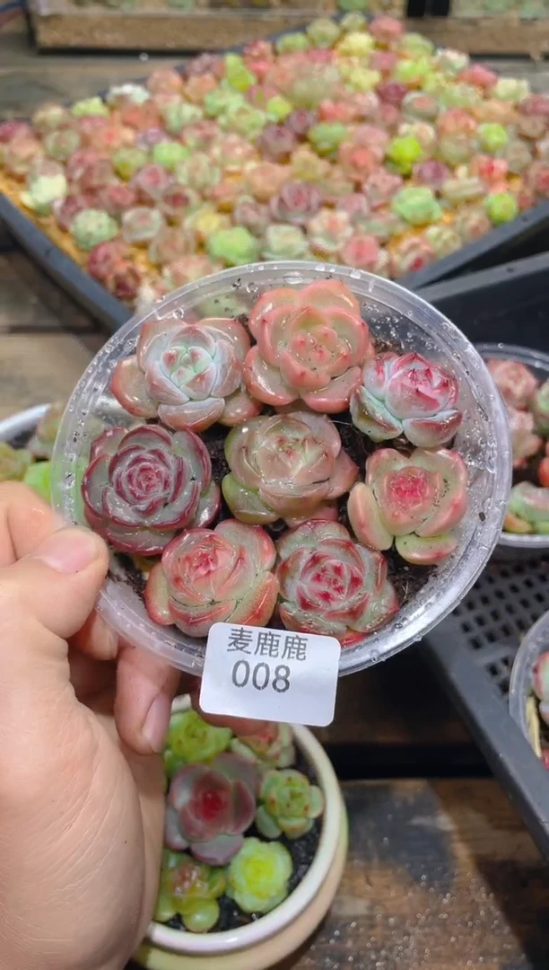 008霸道珍妮母本      量拍随机发一盒