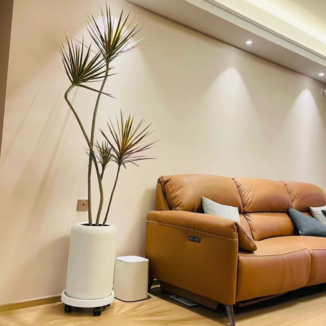 七彩千年木大型落地网红绿植ing风简约风绿植龙血树盆栽