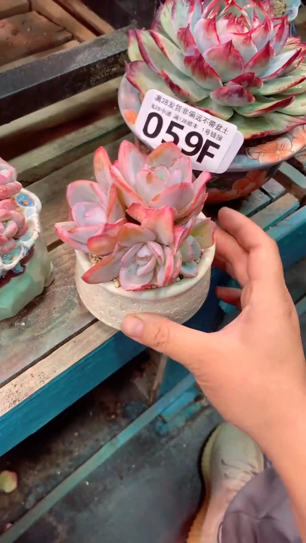 059F（一物一拍实付满28发货，默认不带盆土）