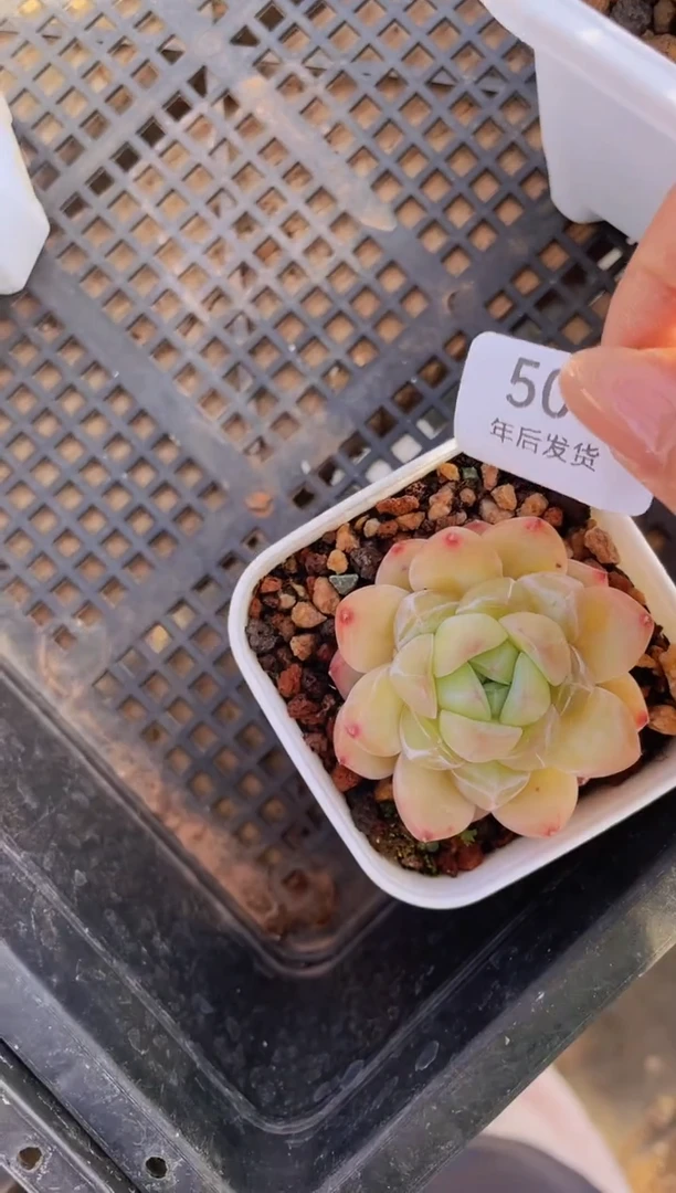 【闪购商品】500钻石珍妮多肉