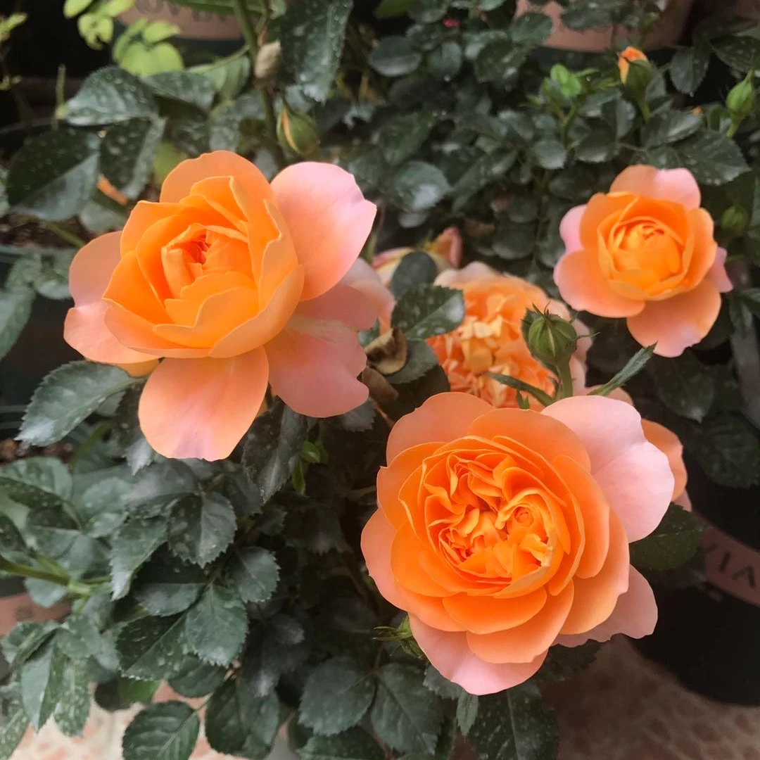 【三颗包邮】阳台月季四季重复开花 新手花友必拍