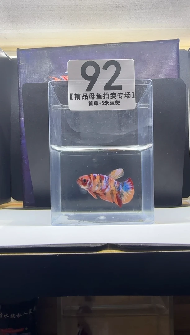 斗鱼母鱼编号：92
