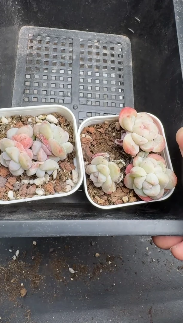 【闪购商品】191号到手1框--江北多肉