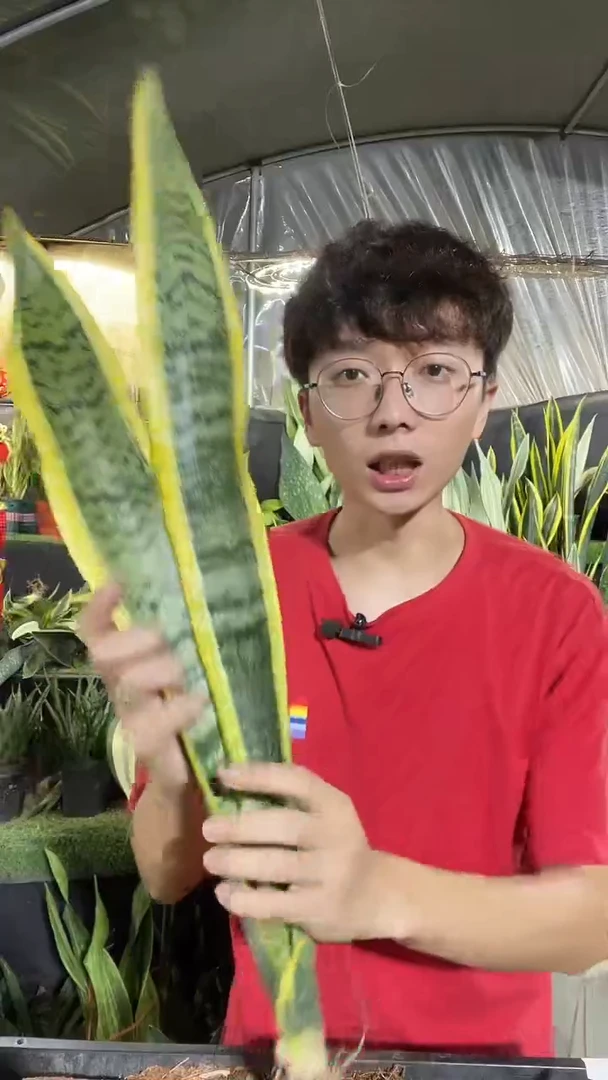 高脚金边虎尾兰裸根3棵14.8