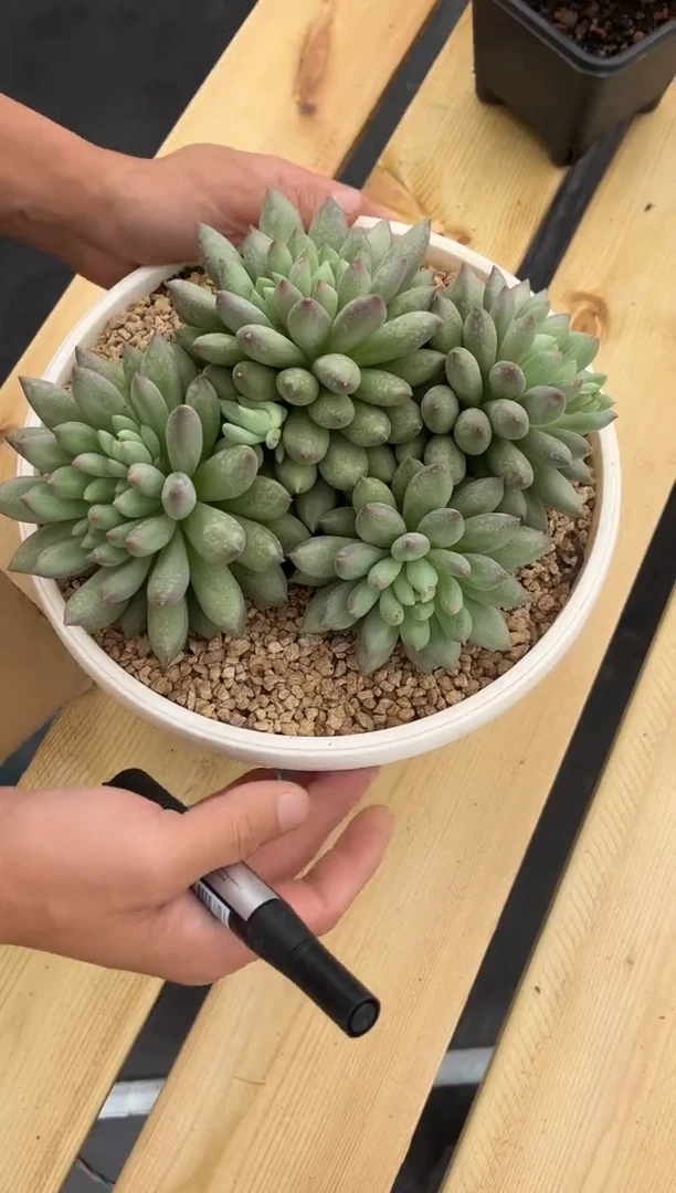 潜力股岩字美人多肉