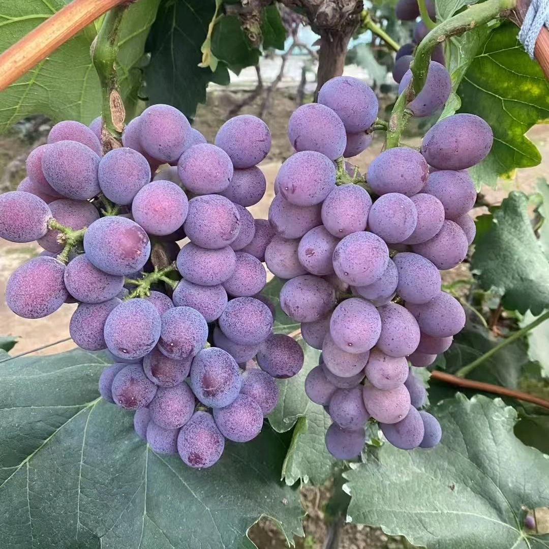 【自家果园】辽峰葡萄 /可剪粒需备注   颗粒饱满 风味浓郁 约2斤辽宁省