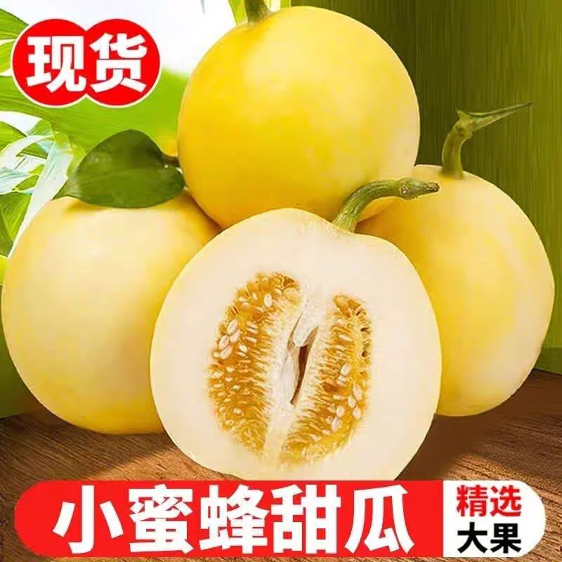 【顺丰包邮】沂蒙山头茬甜瓜小蜜蜂蜜罐甜瓜星甜20网红甜瓜现摘现发