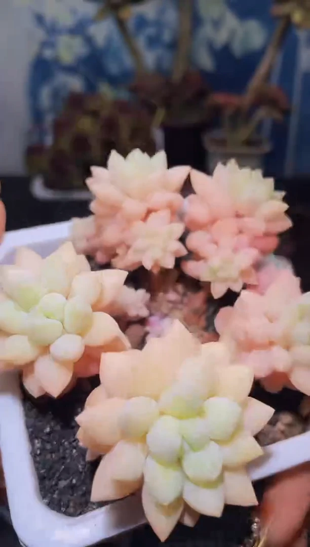 【闪购商品】440奶泡美人多肉