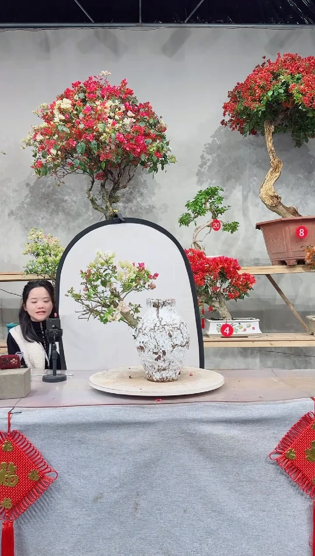 【闪购商品】盆景漳红樱