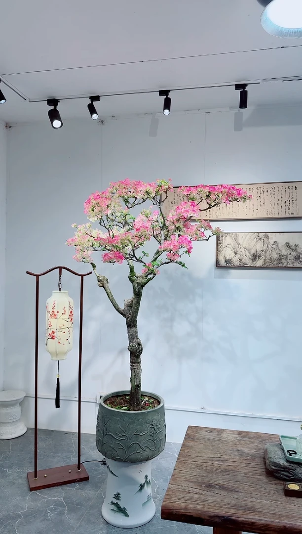 【闪购商品】三角梅