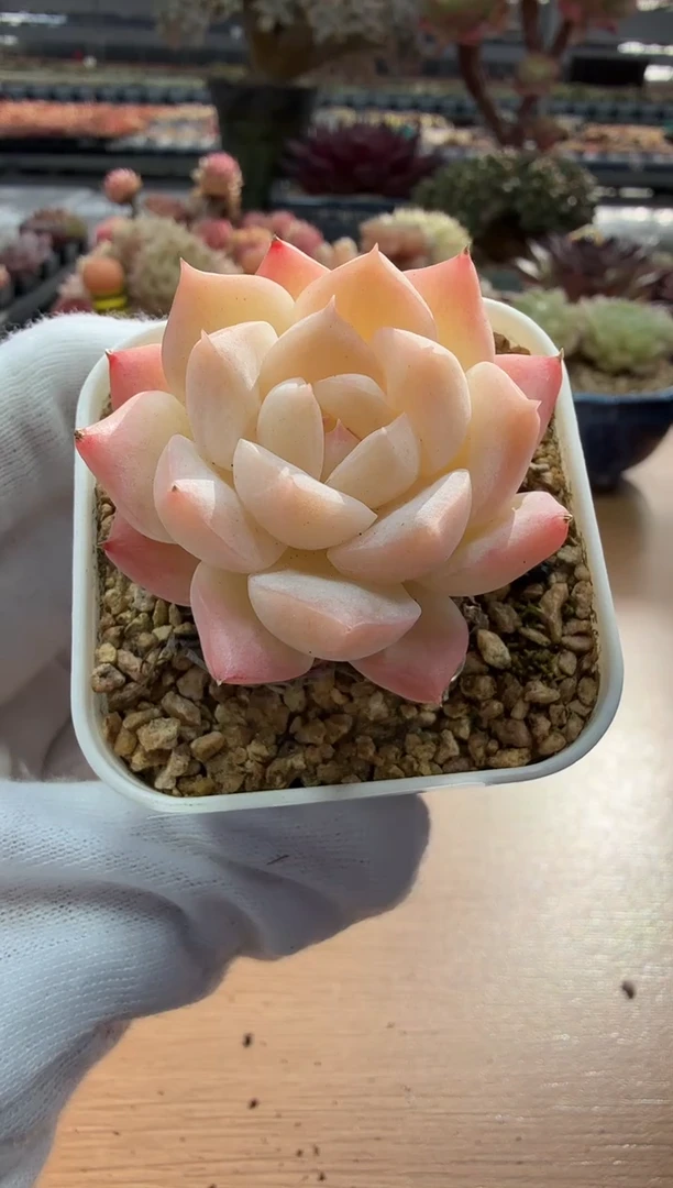 东云多肉园二店-39