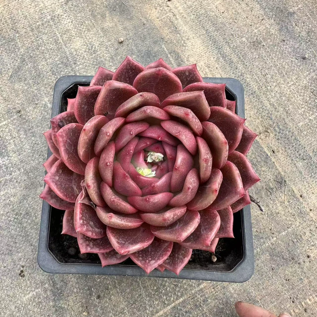 13#东方不败珍妮Q橙多肉植物      前男友精品多肉A417A