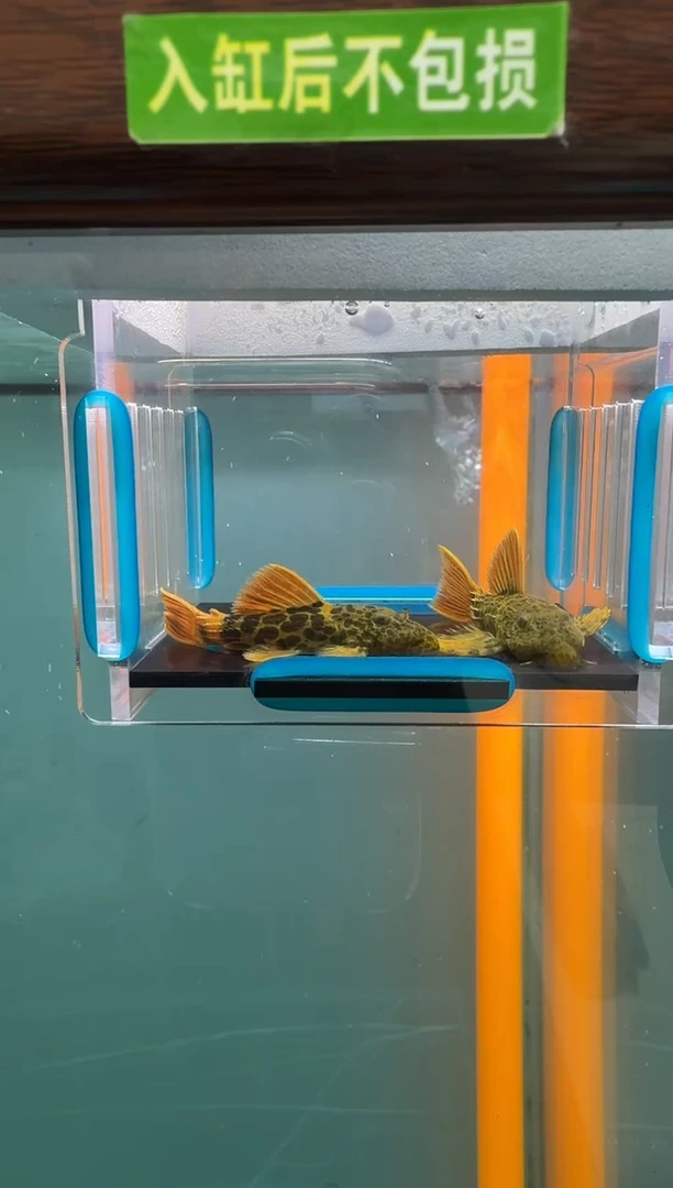 清道夫鱼014号600入缸不包损录制完整开箱视频5.2-5.4厘米