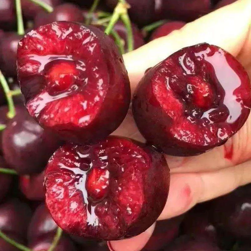 智利进口车厘子海运新鲜到港  3J-4J/5斤 内附果径卡