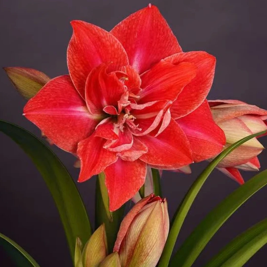 朱顶红种球【13-08-1】-重瓣-开花球1粒-