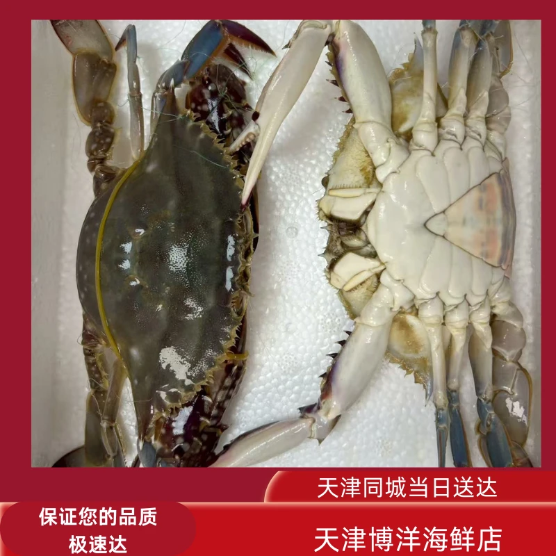 【保鲜不保活】三角蟹 每斤2-5只（单只2-5两）