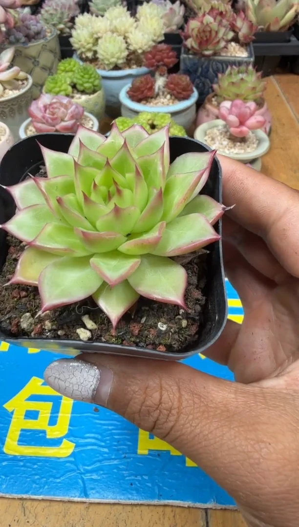 东云多肉园二店-563