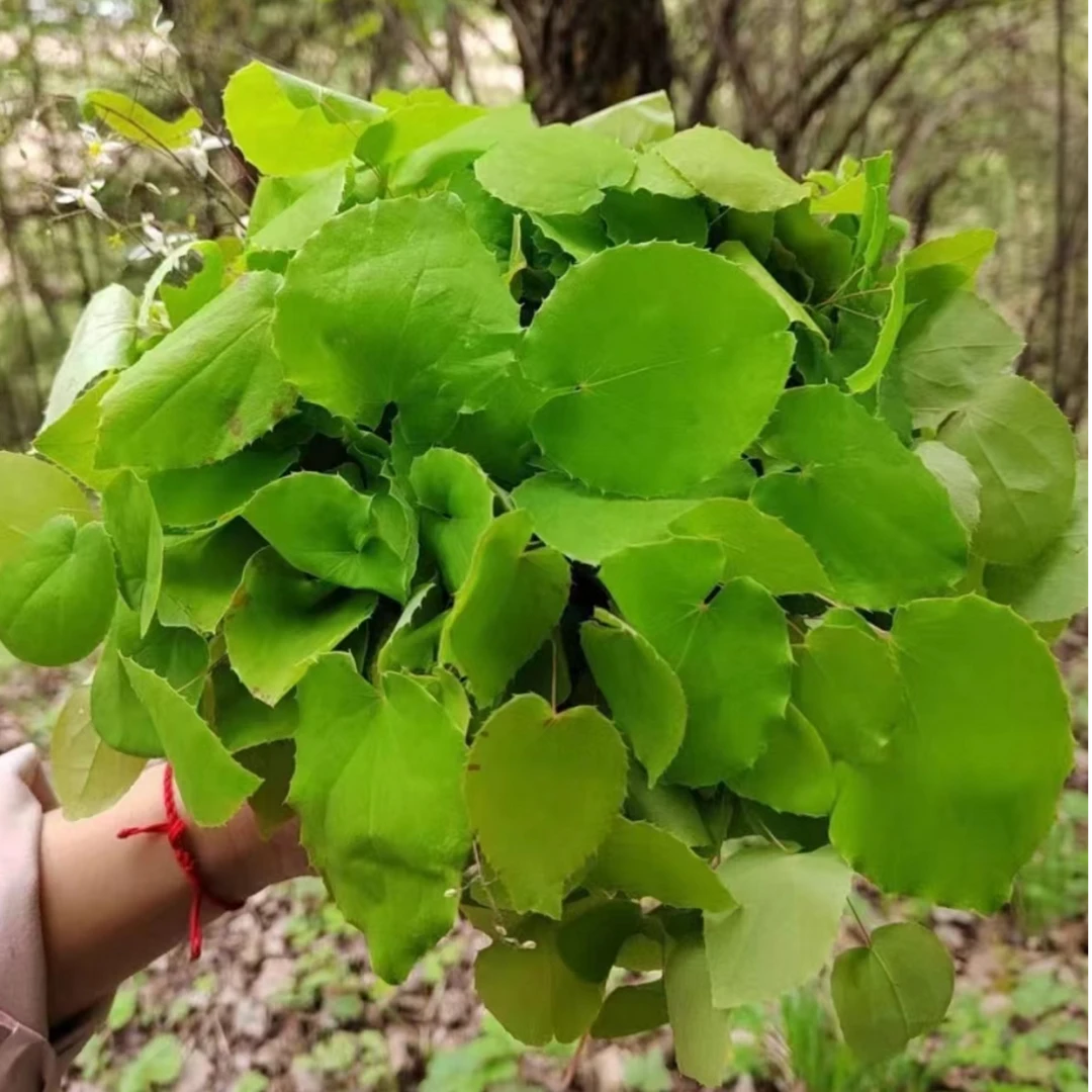 漳府人家【淫羊藿】甘肃漳县纯野生三支九叶草自然晾晒手选产地直发