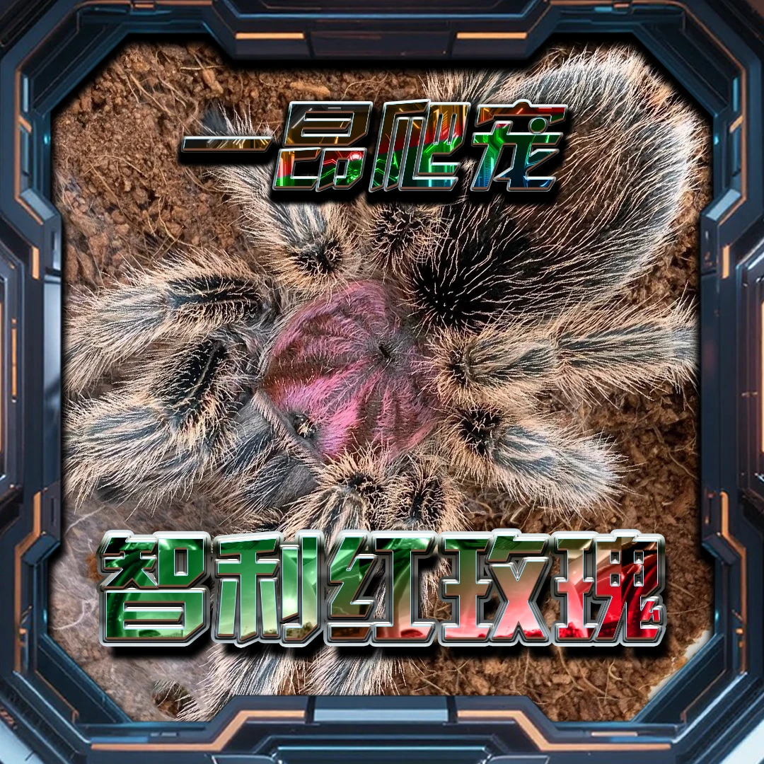 智利红玫瑰温顺宠物蜘蛛白毛新手入门温顺不咬人