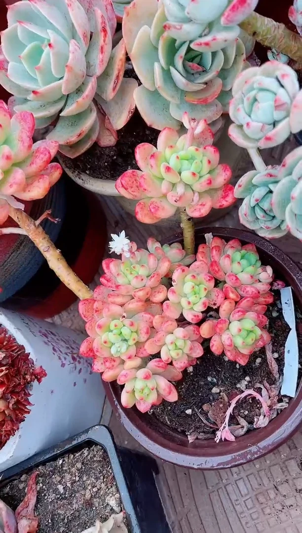 【闪购商品】06372