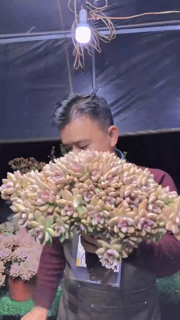 171淡雪缀化一物一拍