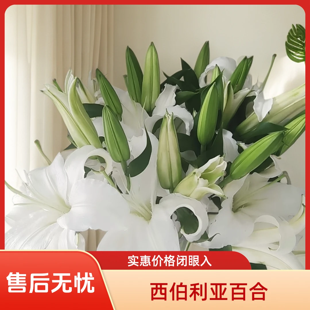 西伯利亚多头香水百合（顺丰冷链包邮）
