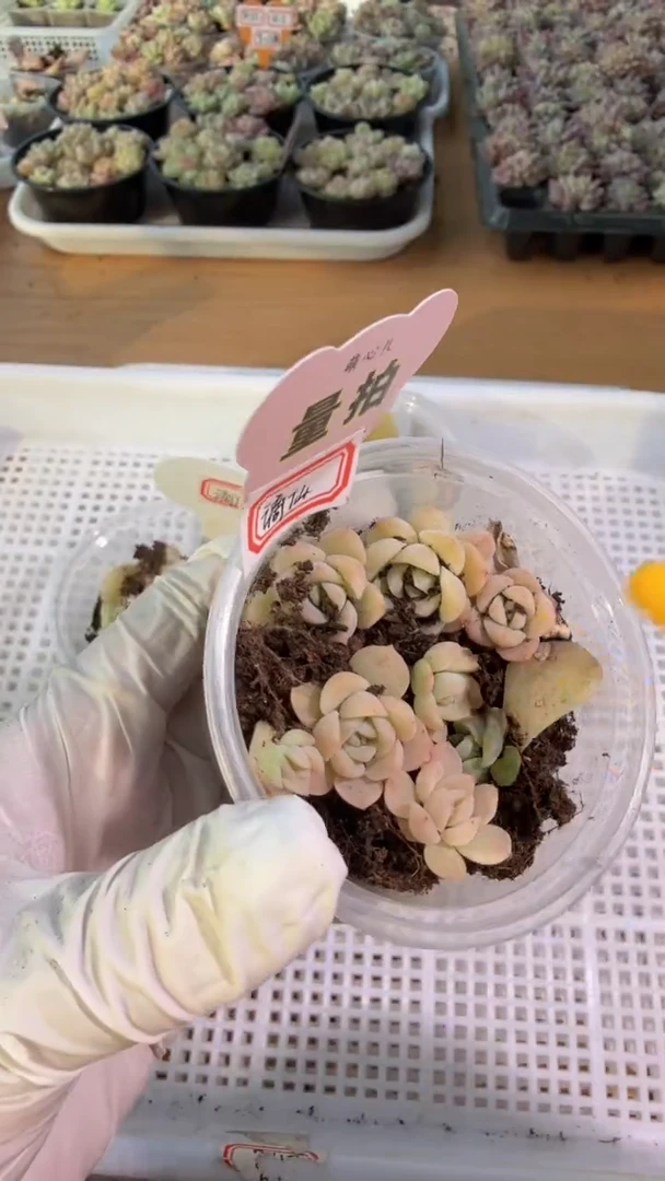 谪仙小圆盒1盒 6颗量拍多肉植物