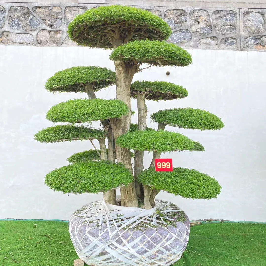 精品绿植盆景对节白蜡别墅庭院园林工程绿化景观用苗庭院造型盆景