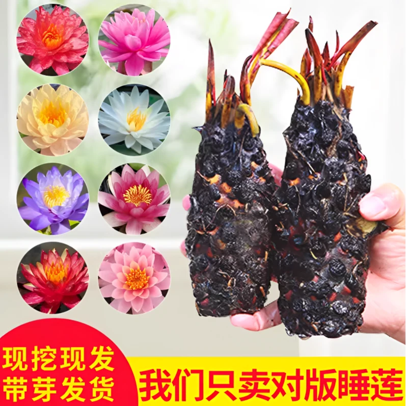 睡莲水培植物四季开花水养莲花庭院鱼缸池塘种孑带花苞大碗莲根块