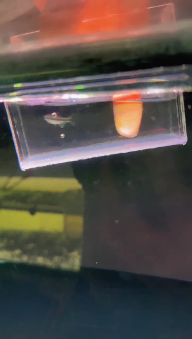 海水鱼º****饭幻彩蓝魔*1