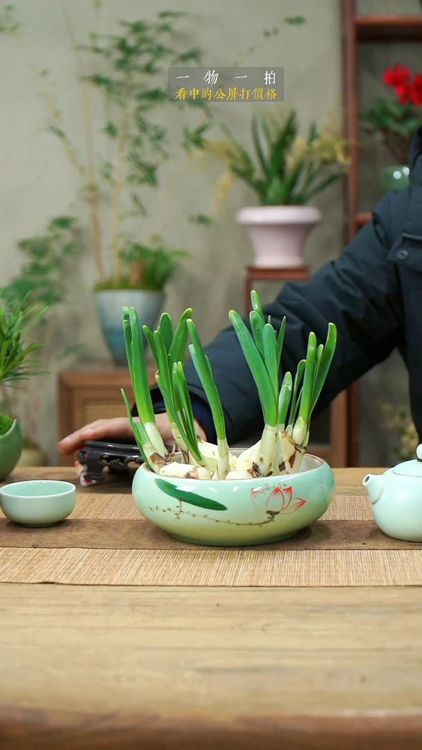 完全开放迎*风119水仙