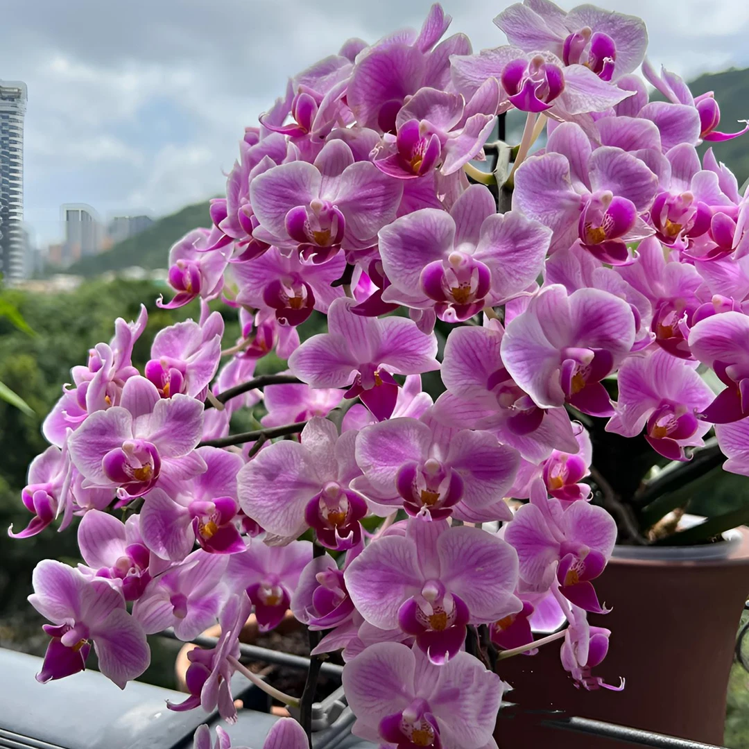 超大杯稀有品种花期超久AAA级 【璀璨星河】2花剑爆花机器