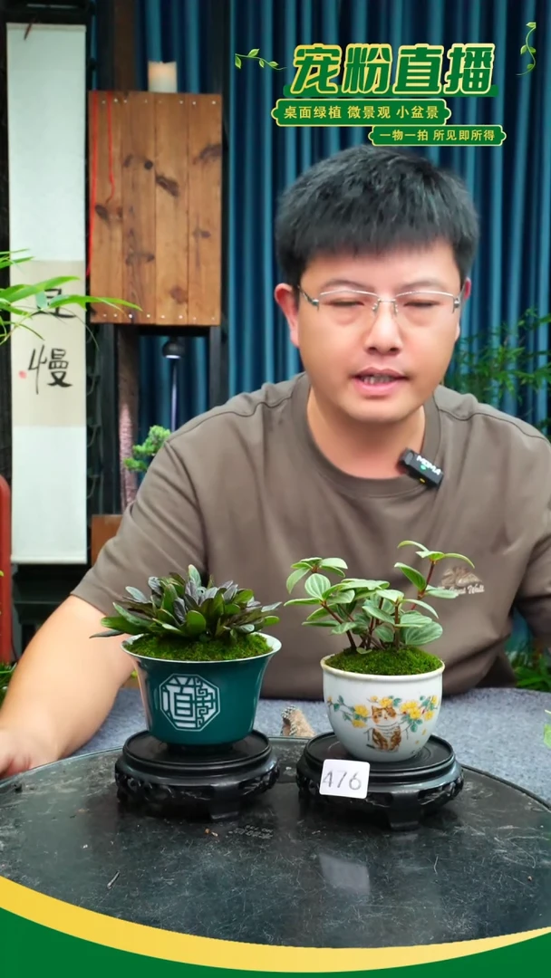 无花朵不*苔藓微景观476号