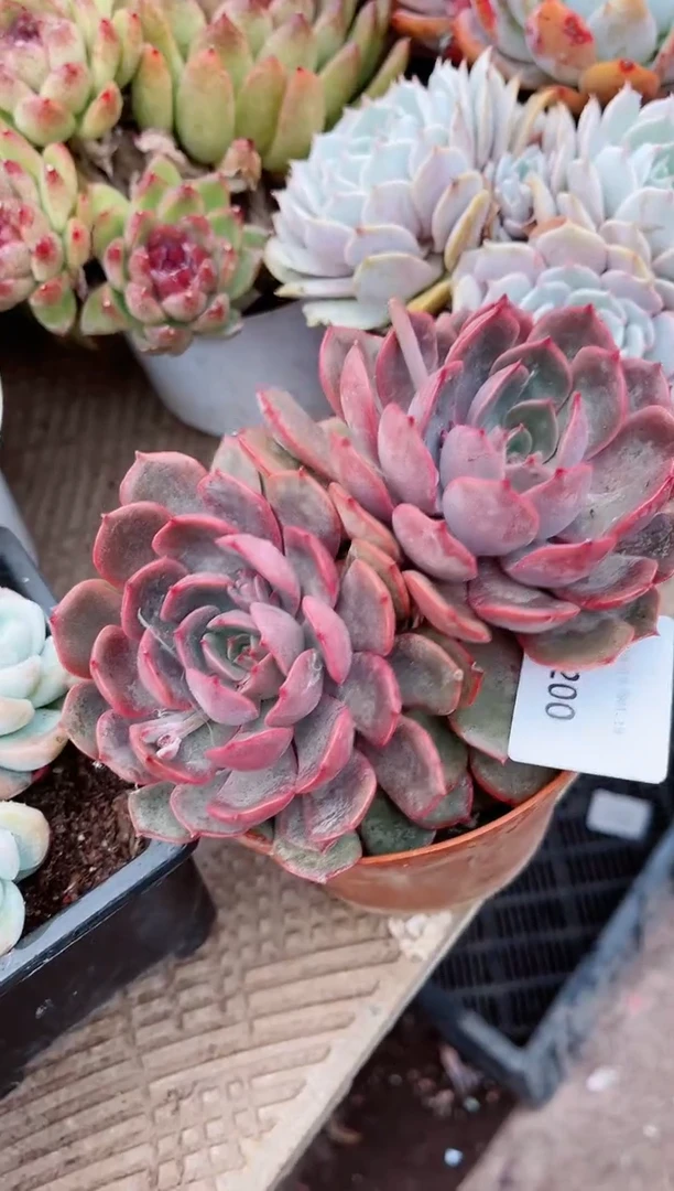 【闪购商品】19139多肉