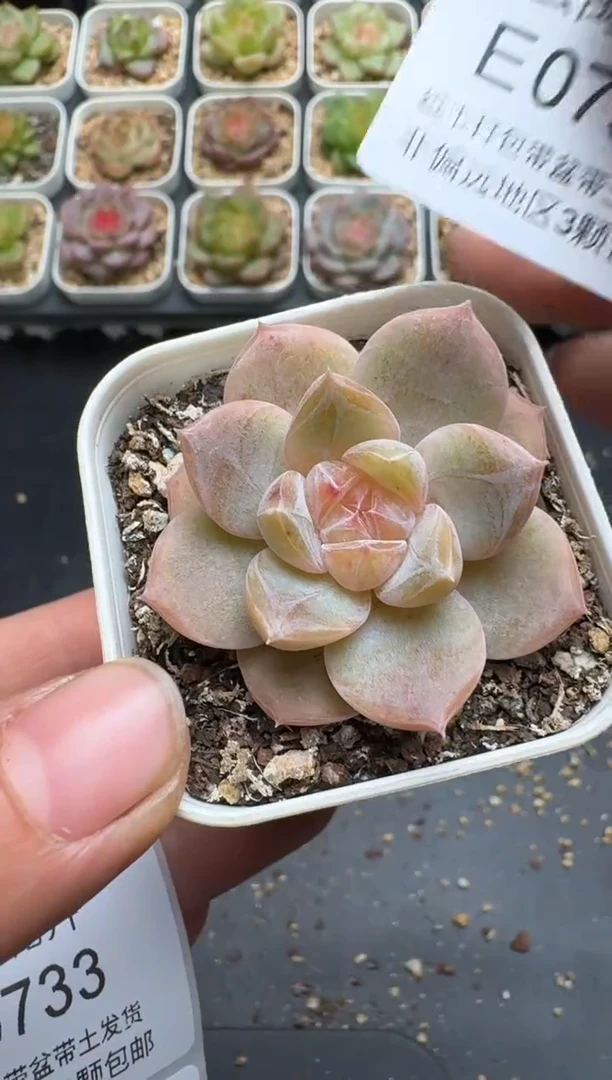 731E云禹多肉植物 带盆土纸巾打包 3颗包邮