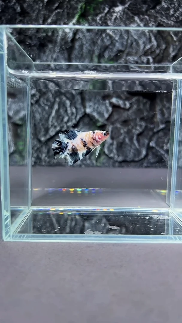 斗鱼竞拍链接A011