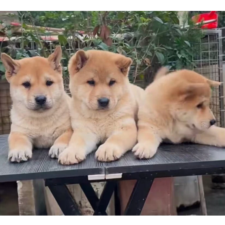 【宝哥宠物】广西中华田园犬狗狗活体