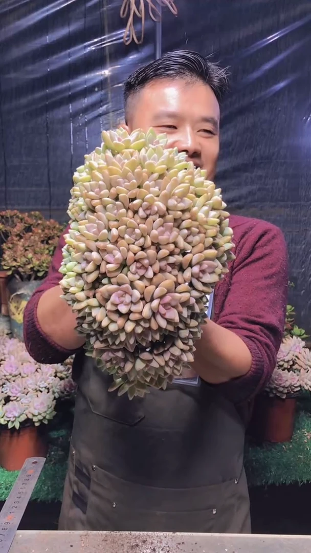 128淡雪缀化（一物一拍）