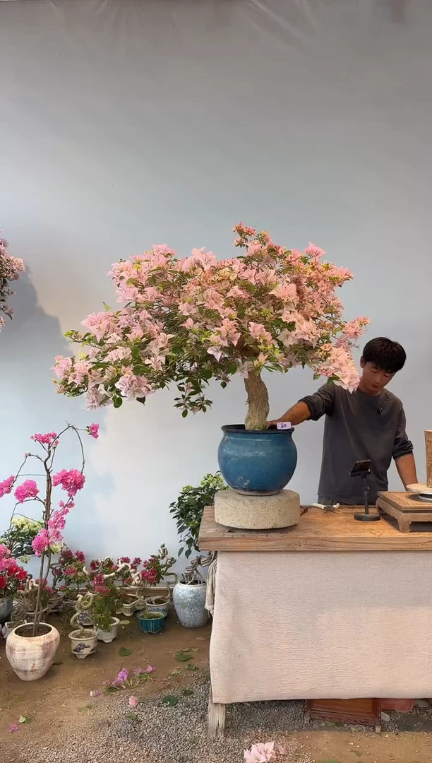 全部花朵闽**者三角梅60