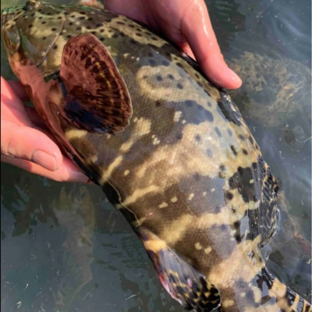 海捕龙胆石斑鱼 1斤/条 3斤 天然野生   顺丰包邮 码头直发