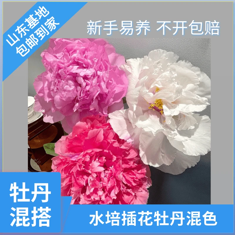 牡丹鲜切花多款颜色随机搭配水培插花山东菏泽基地鲜切现发