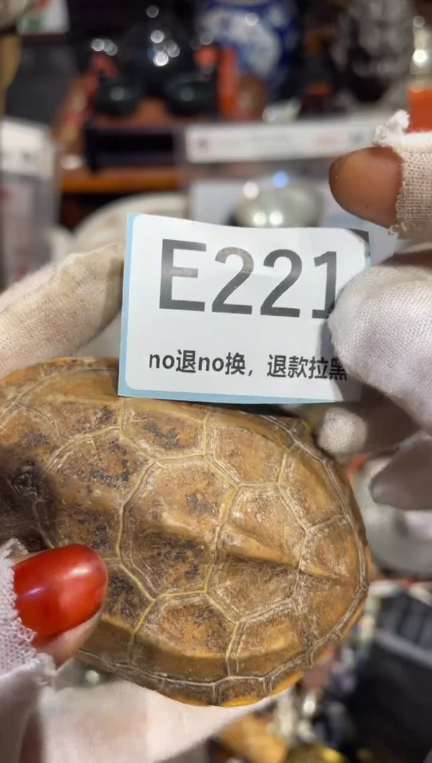 瓷片柳*儿表姐直播所见所得