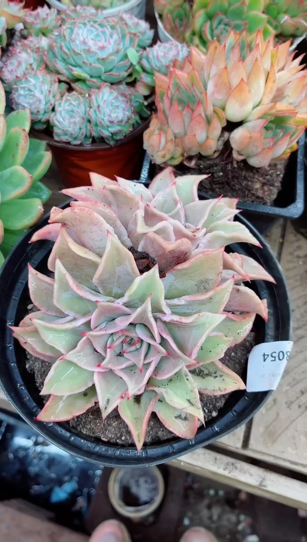 小*28054多肉植物一物一拍