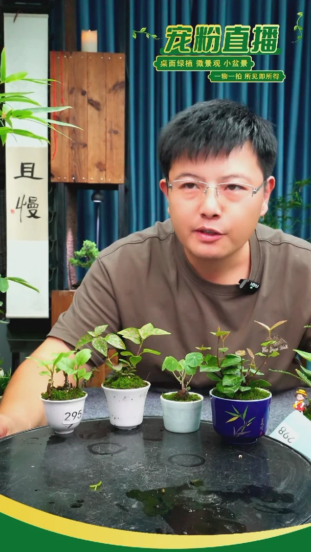 无花朵我****、苔藓微景观295号