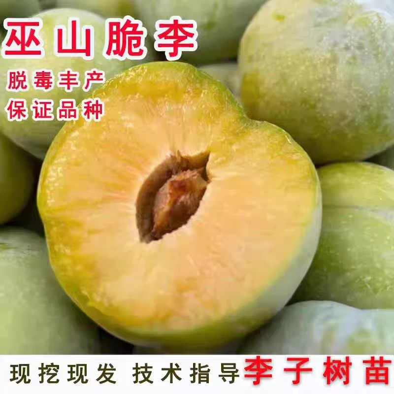 蜂糖李子树苗三华李脱骨李芙蓉李脆红心新品种晚熟黄金奈李子果苗
