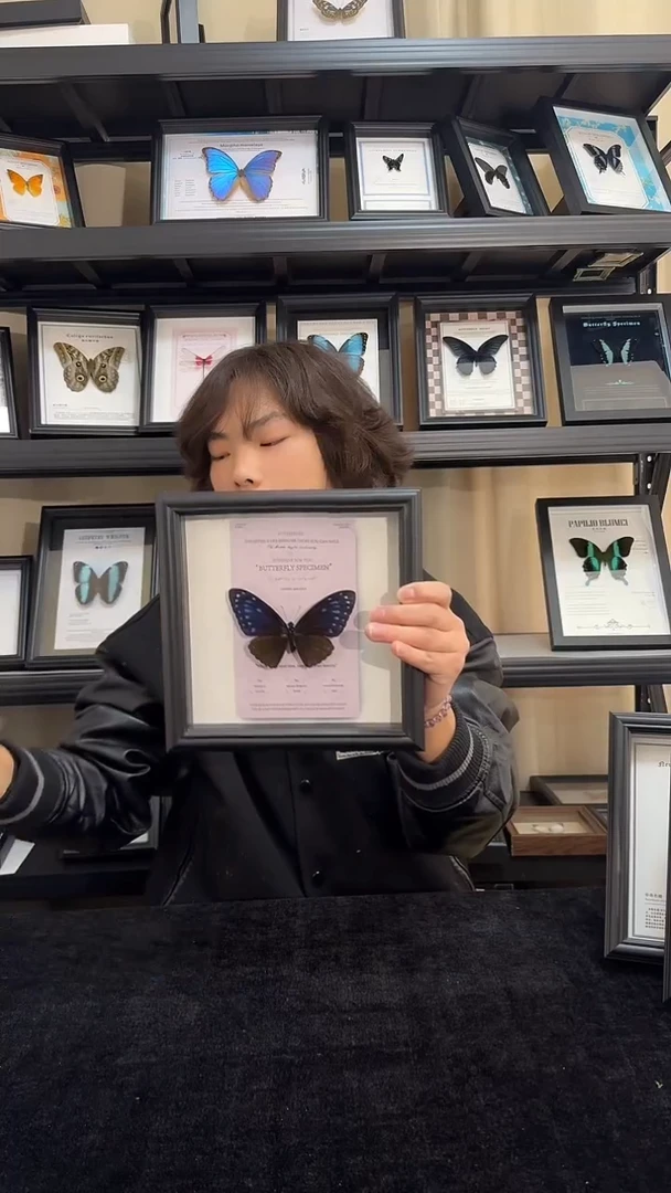 玻璃真实蝴蝶标本