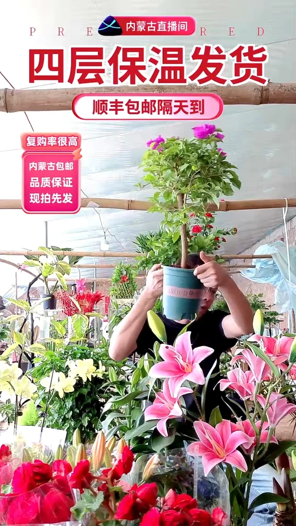 完全开放云南紫三角梅